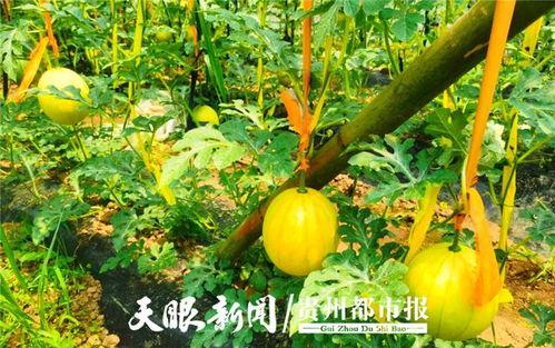 贵阳娱乐吃瓜,吃瓜群众的热门话题大盘点